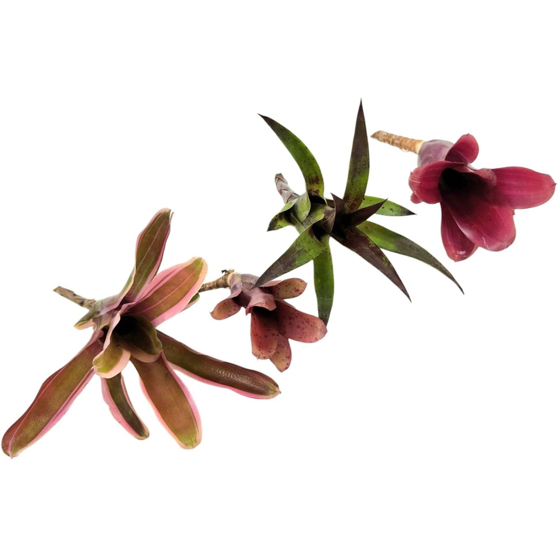 Josh's Frogs Grower's Choice Neoregelia Bromeliad Reptile Live Plant