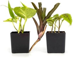 Josh's Frogs Crested Gecko Vivarium Plant Kit, 18 x 18 x 18-in, 3 count