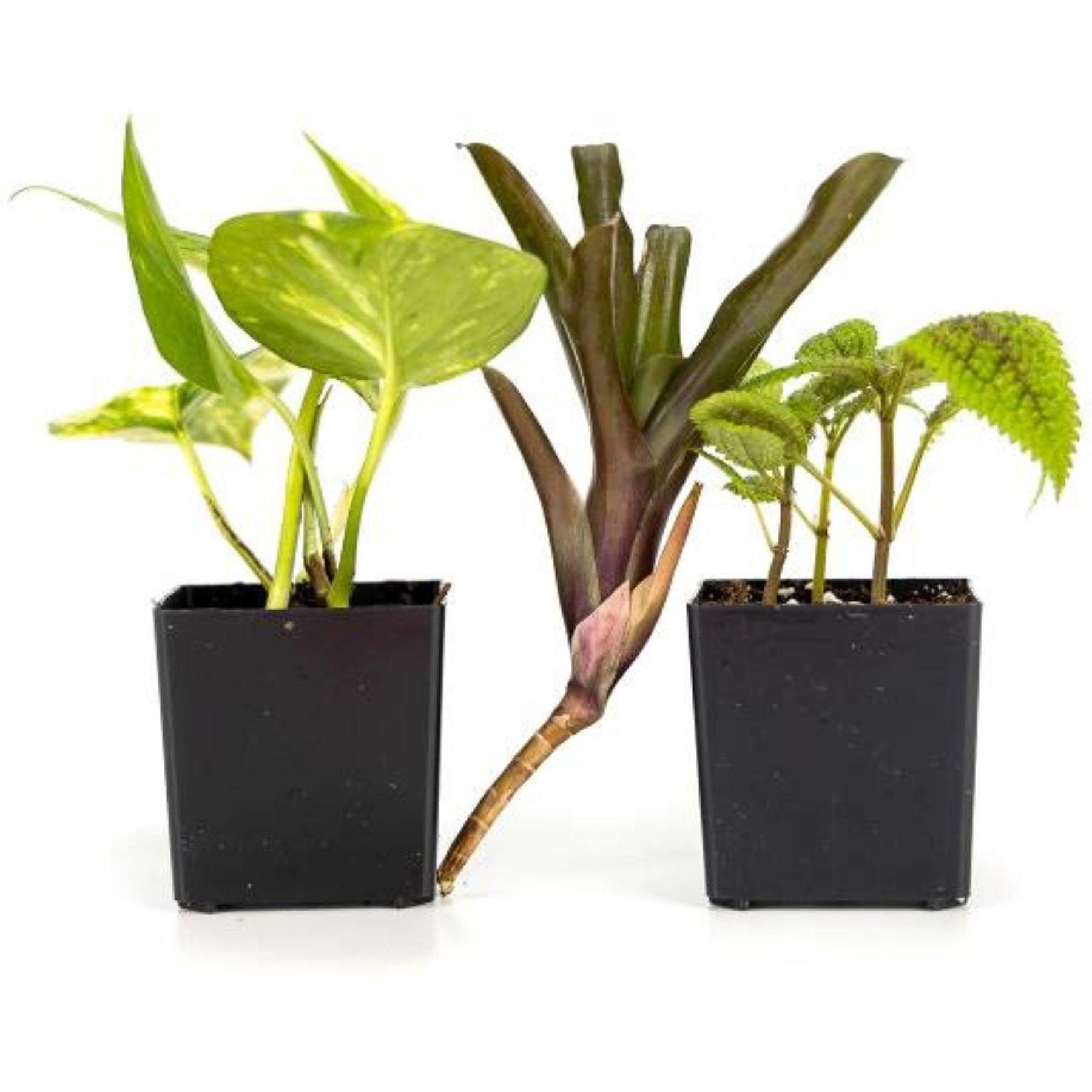 Josh's Frogs Crested Gecko Vivarium Plant Kit, 18 x 18 x 18-in, 3 count