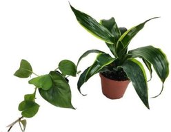 Josh's Frogs Tree Frog Vivarium Plant Kit, 18 x 18 x 24-in, 2 count
