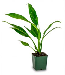 Josh's Frogs Large Tree Frog Vivarium Plant Kit, 2 count slide 2 of 9