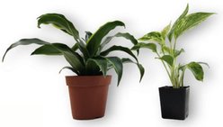 Josh's Frogs Large Tree Frog Vivarium Plant Kit, 2 count