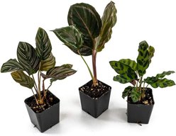 Josh's Frogs Tropical Vivarium Arrow Dart Frog Plant Kit, 18 x 18 x 24-in, 14 count slide 2 of 9