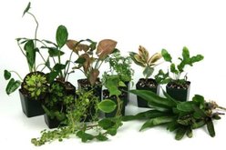 Josh's Frogs Tropical Vivarium Arrow Dart Frog Plant Kit, 55-gal, 15 count slide 1 of 9