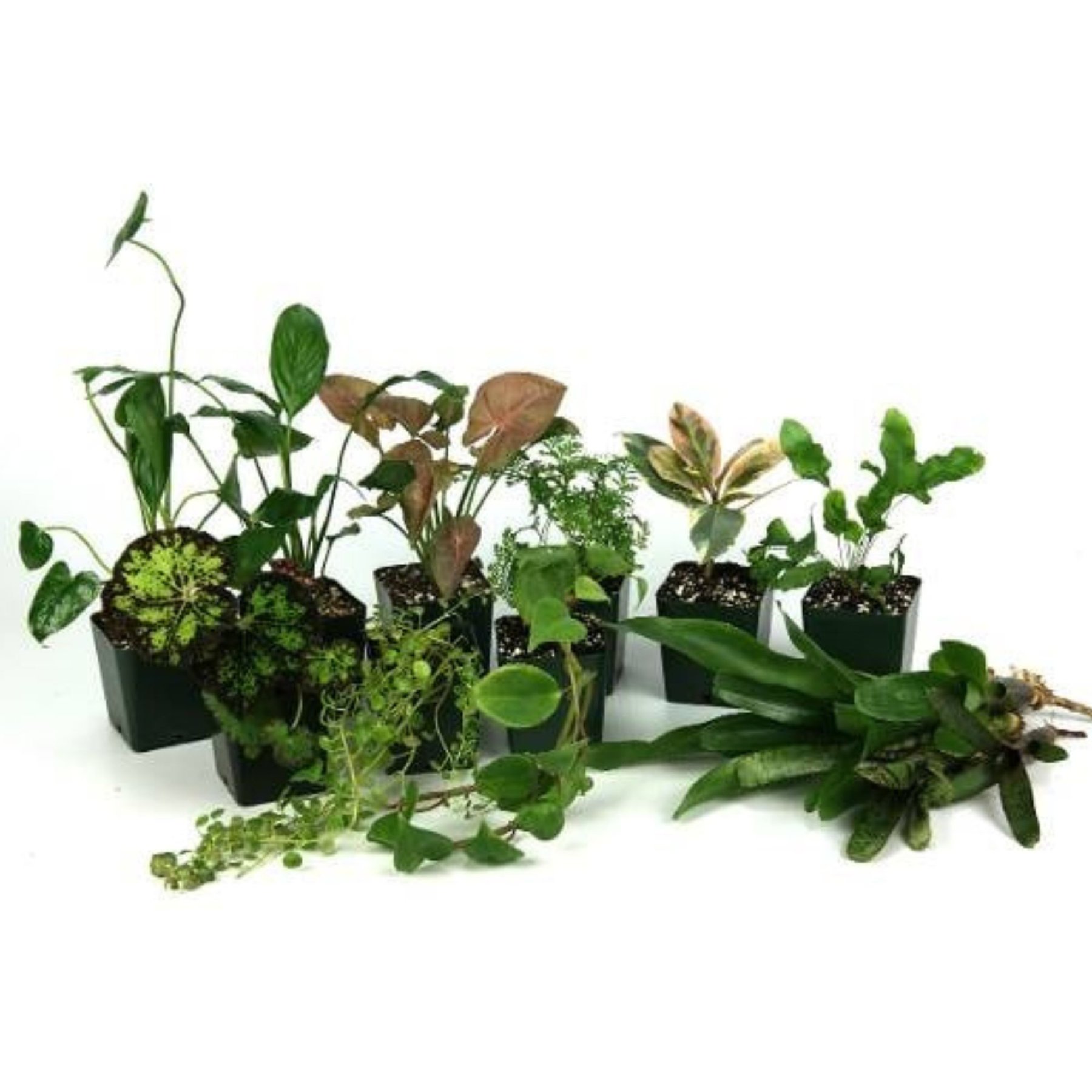 Josh's Frogs Tropical Vivarium Arrow Dart Frog Plant Kit, 55-gal, 15 count