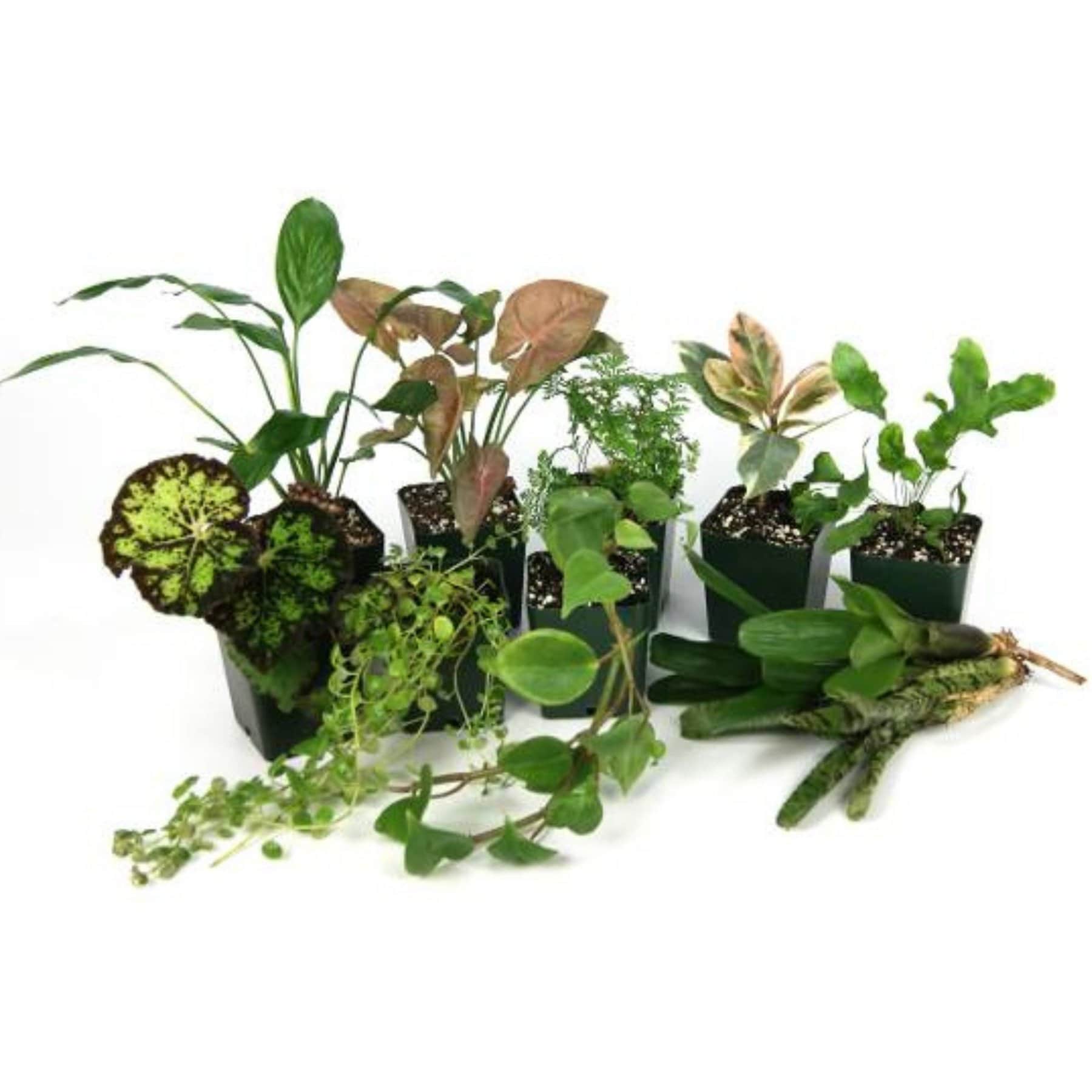 Josh's Frogs Tropical Vivarium Arrow Dart Frog Plant Kit, 20-gal, 11 count
