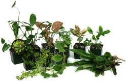 Josh's Frogs Tropical Vivarium Arrow Dart Frog Plant Kit, 18 x 18 x 24-in, 14 count slide 1 of 9
