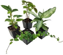 Josh's Frogs Day Gecko Vivarium Plant Kit, 18 x 18 x 24-in, 29-gal, 4 count