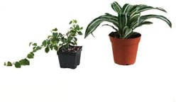 Josh's Frogs Day Gecko Vivarium Plant Kit, 12 x 12 x 18-in, 10-gal, 2 count