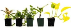 Josh's Frogs Long Ball Python Plant Kit, 36 x 18 x 18-in, 40-gal, 5 count