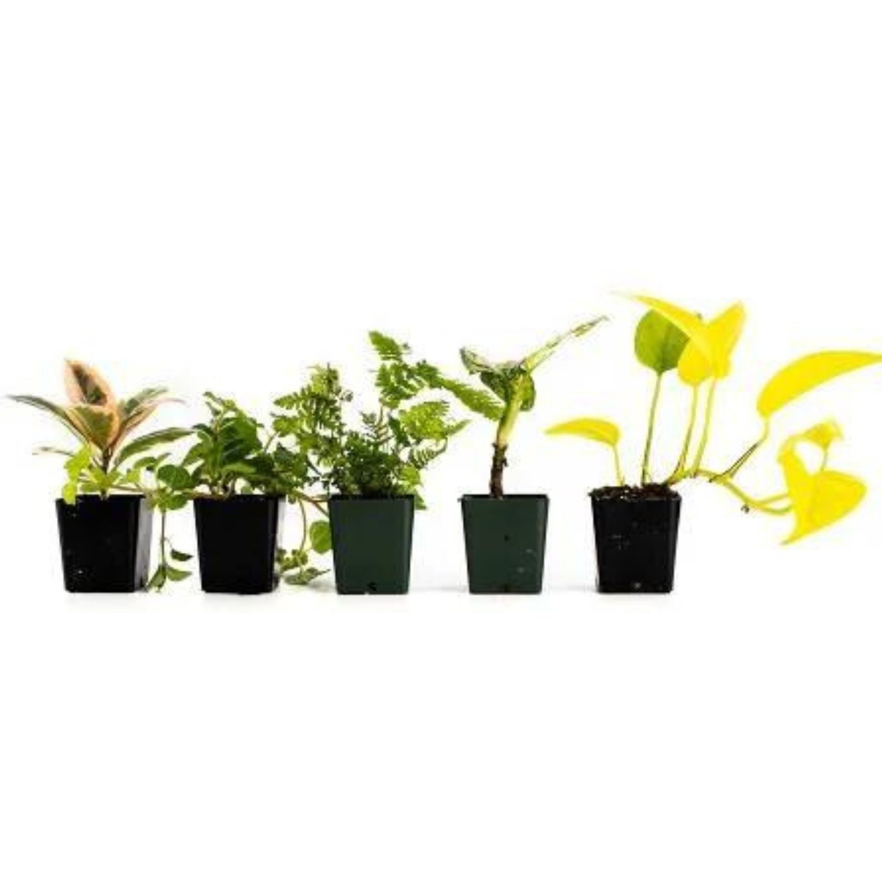Josh's Frogs Long Ball Python Plant Kit, 36 x 18 x 18-in, 40-gal, 5 count