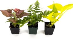Josh's Frogs Long Ball Python Plant Kit, 24 x 18 x 18-in, 20-gal, 3 count