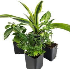 Josh's Frogs Crested Gecko Vivarium Plant Kit, 18 x 18 x 25-in, 4 count slide 1 of 9