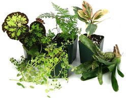 Josh's Frogs Tropical Vivarium Arrow Dart Frog Plant Kit, 12 x 12 x 18-in, 6 count