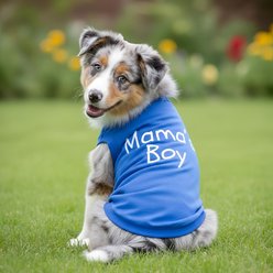 Doggie Design Mama's Boy Graphic Dog Shirt, Blue, Small slide 2 of 3