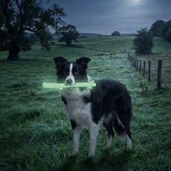 SodaPup Indestructible Durable Nylon Chew Stick Tough Dog Chew Toy, Medium/Large, Glow-in-the-Dark slide 2 of 8