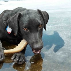 SodaPup Ultra-Durable Hockey Stick Nylon Tough Dog Chew Toy, Natural Brown, Medium slide 2 of 5