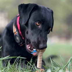 SodaPup Honey Bone Dental Flower Tower & Indestructible Nylon Tough Dog Chew Toy, Natural Brown, X-Large slide 2 of 9