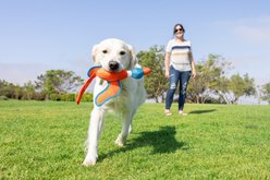 Chuckit! Flying Duck Fetch Dog Toy, Multicolor, Large slide 2 of 4