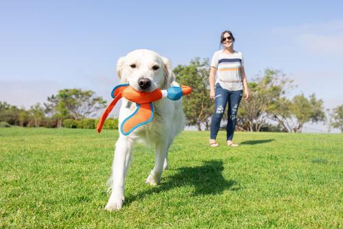 Show full view: Chuckit! Flying Duck Fetch Dog Toy, Multicolor, Large slide 2 of 4