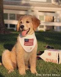 The Deluxe Pup DeluxeFIT American Flag Dog Bandana, White, XX-Small slide 2 of 6