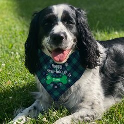 PGS Happy Paw-lidays Plaid Personalized Dog Bandana, Navy/Green/White, Medium slide 2 of 2