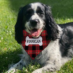 PGS Plaid with Dog Bone Personalized Dog Bandana, Red/Black/White, Large slide 2 of 2