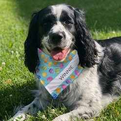 PGS Colorful Eggs with Name Personalized Dog Bandana, Teal/Purple/Pink/White, Small slide 2 of 2