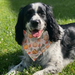 PGS Pumpkin & Leaves Patter with Tan Background with Angled Name Personalized Dog Bandana, Brown/Orange/Green, Small slide 2 of 2