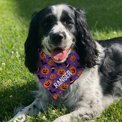 PGS Pumpkins, Bats & Witch Hats on Purple Background with Name Personalized Dog Bandana, Purple/Orange/Black/White, Large slide 2 of 2