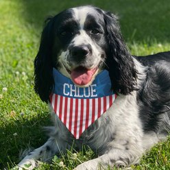 PGS USA Pride Personalized Dog Bandana, Red/White/Blue, Large slide 2 of 2