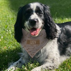 PGS Brown Paws with Name in Box Personalized Dog Bandana, Brown/White, Medium slide 2 of 2