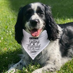PGS My Humans Are Getting Married Personalized Dog Bandana, White/Black/Gold, Small slide 2 of 2