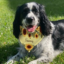 PGS Sunflower with Name Across Personalized Dog Bandana, Yellow/Green/Brown, Large slide 2 of 2