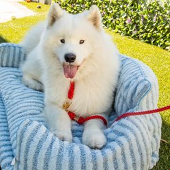 Glow Pups Soft Faux Lambswool Washable Sofa Dog Bed, Light Blue, Medium slide 2 of 8