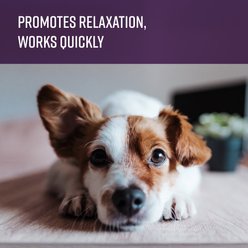 Sentry Good Behavior Calming Diffuser for Dogs, 30 day slide 2 of 8