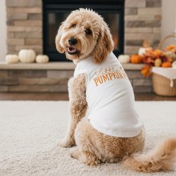 Doggie Design Little Pumpkin Pie Graphic Dog Shirt, White, Medium slide 2 of 3