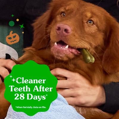Show full view: Greenies Pumpkin Spice Flavor Dental Dog Treats, 6 count slide 5 of 10