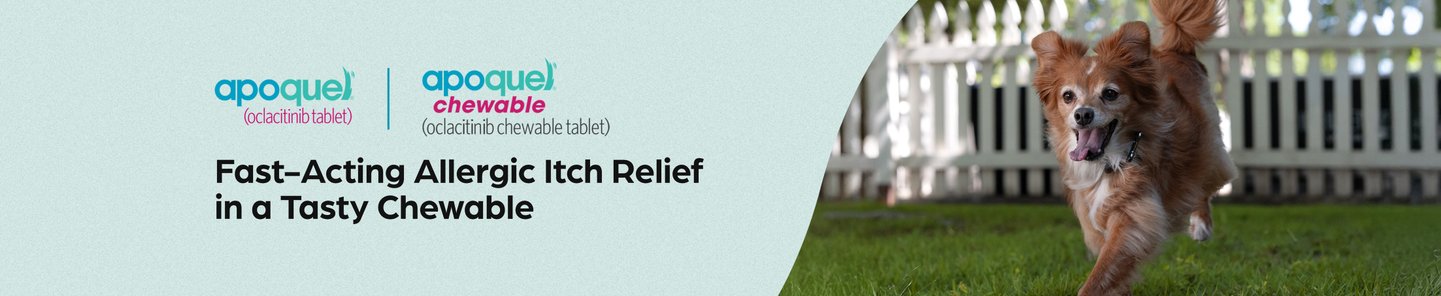 Apoquel (oclacitinib tablet) Apoquel chewable (oclactinib chewable tablet) Fast-Acting Allergic Itch Relief in a Tasty Chewable