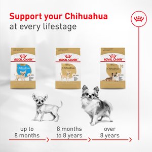Royal Canin Breed Health Nutrition Chihuahua Adult Dry Dog Food, 10-lb bag