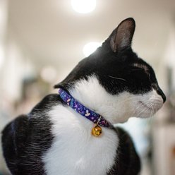 Safe Cat Fashion Adjustable Breakaway Cat Collar, 8 to 12-in neck, 3/8-in wide, Magic Garden slide 2 of 8