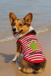 Parisian Pet Turtley Awesome Dog Shirt, X-Small slide 2 of 4
