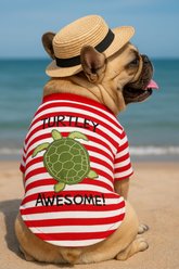 Parisian Pet Turtley Awesome Dog Shirt, Small slide 2 of 4