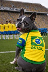 Parisian Pet Team Brazil Dog Jersey, Large slide 2 of 4