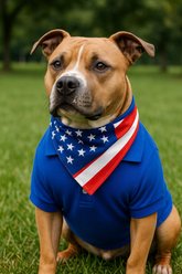 Parisian Pet Cool Tone Preppy Polo Dog Shirt, Blue, X-Large slide 2 of 4