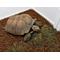 Show in main carousel: Sweet Meadow Farm Tortoise Hay with Marigold Tortoise Food, 20-lb slide 3 of 4