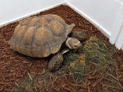 Show full view: Sweet Meadow Farm Tortoise Hay with Marigold Tortoise Food, 20-lb slide 3 of 4