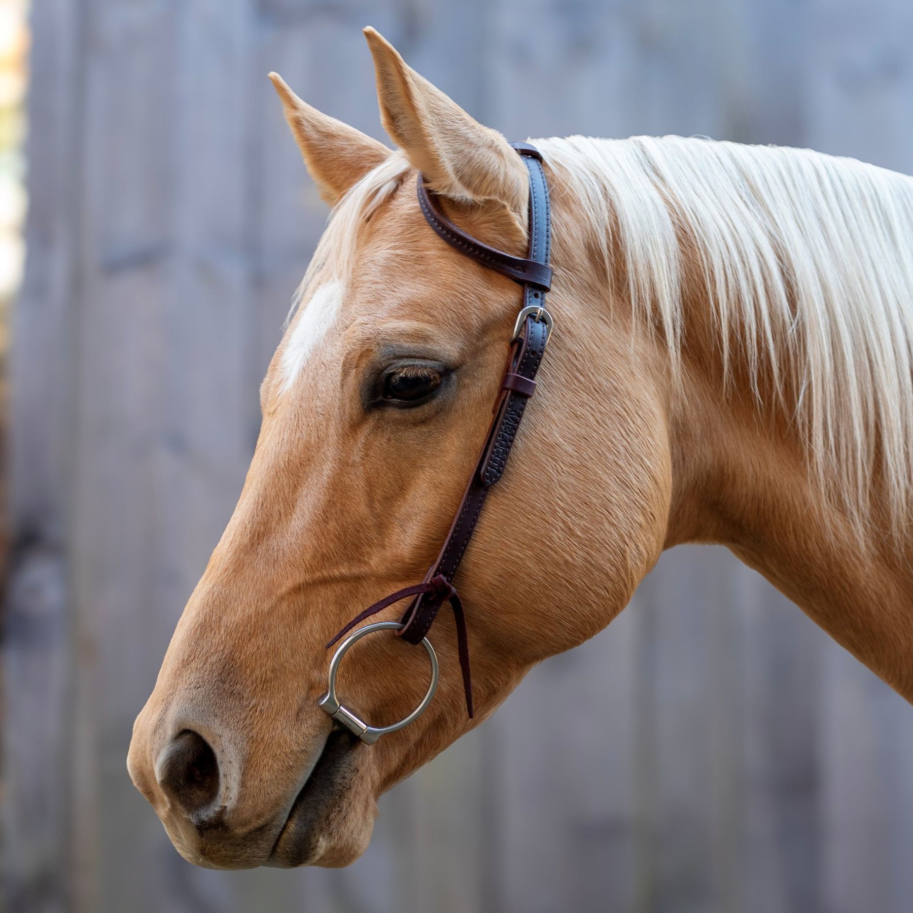 Shires Equestrian Products Velociti Rawhide Knotting Horse Browband Headstalle, Dark Oil, Full