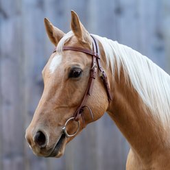 Shires Equestrian Products Velociti Horse Browband Headstall, Light Oil, Full
