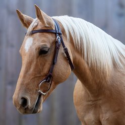 Shires Equestrian Products Velociti Horse Browband Headstall, Dark Oil, Full